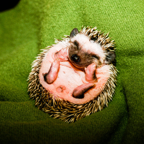 Hamor Hollow is proud to announce the launch of Hedgehog Gifts!