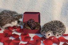 Load image into Gallery viewer, Hedgehog Toy Cage Buddy — Valentine&#39;s Day Chocolate Snuffles Duos Mint and More Fleece Candy Truffles

