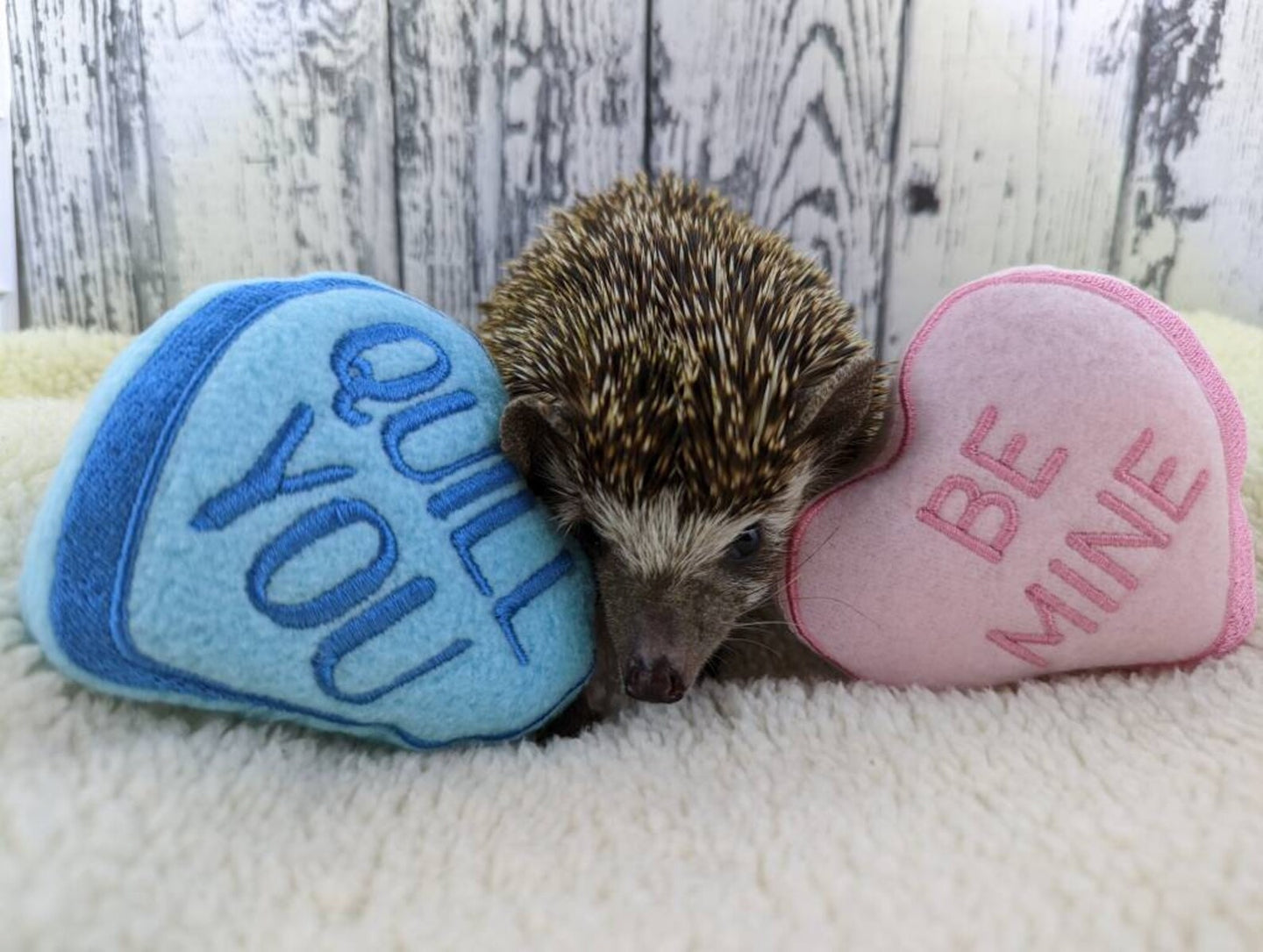 Hedgehog Toy Cage Buddy — Candy Hearts Valentine's Day Fleece Stuffie